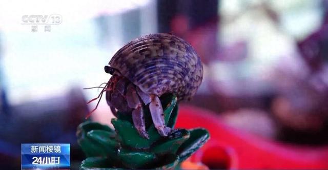 北京一男子养五步蛇当宠物	，因蛇生病无法进食，手动喂食时被咬致截肢