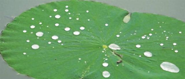 潍坊青州：荷韵满池 花开盛夏