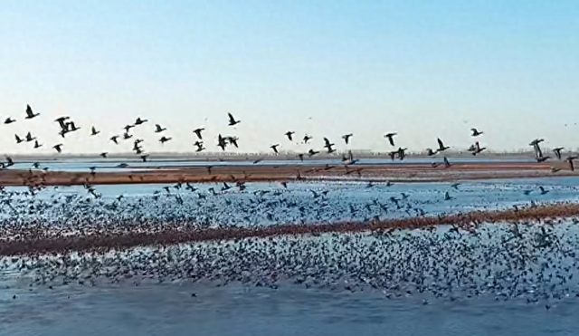 从“退垸还湖”到“观鸟天堂” 探秘汈汊湖的生态新生
