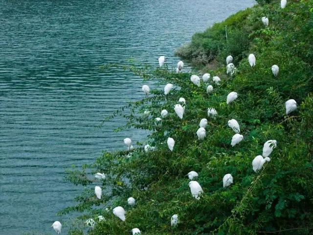 又见成群白鹭！韶关美景这次藏不住啦！