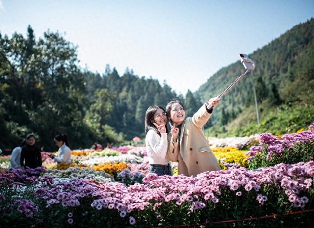 天柱红卫村菊花园成初冬“网红”打卡地