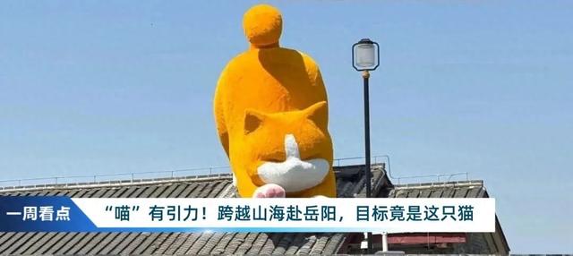 一周看点 | 一只“流量猫”，魅力有多大？