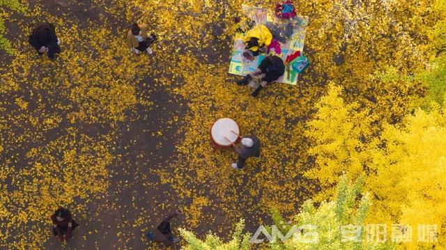 定格秋日浪漫！安阳市区这19个地方“落叶缓扫”，速来打卡→