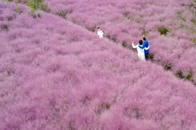 河南郑州：黄河岸边游人邂逅粉色秋天