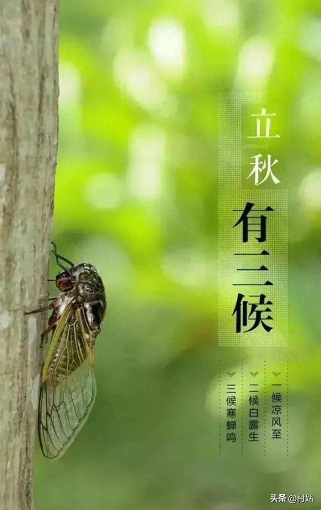 今年立秋不一般，60年一遇“闭眼秋，脱衣秋”，立秋后还热不热？