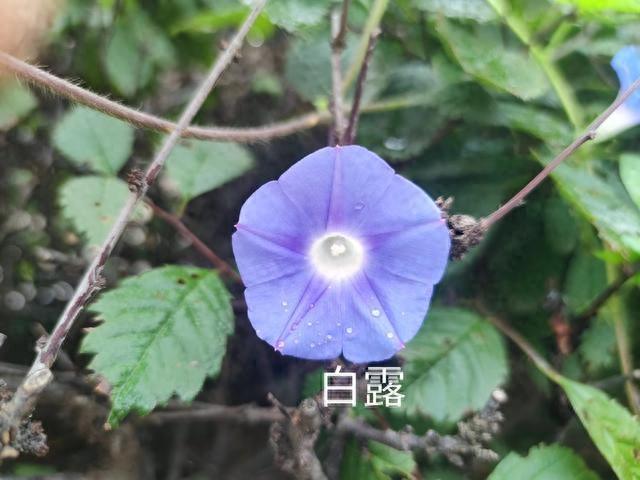 今日白露，“打死”都不能买的5种食物，别贪便宜买来吃，别大意