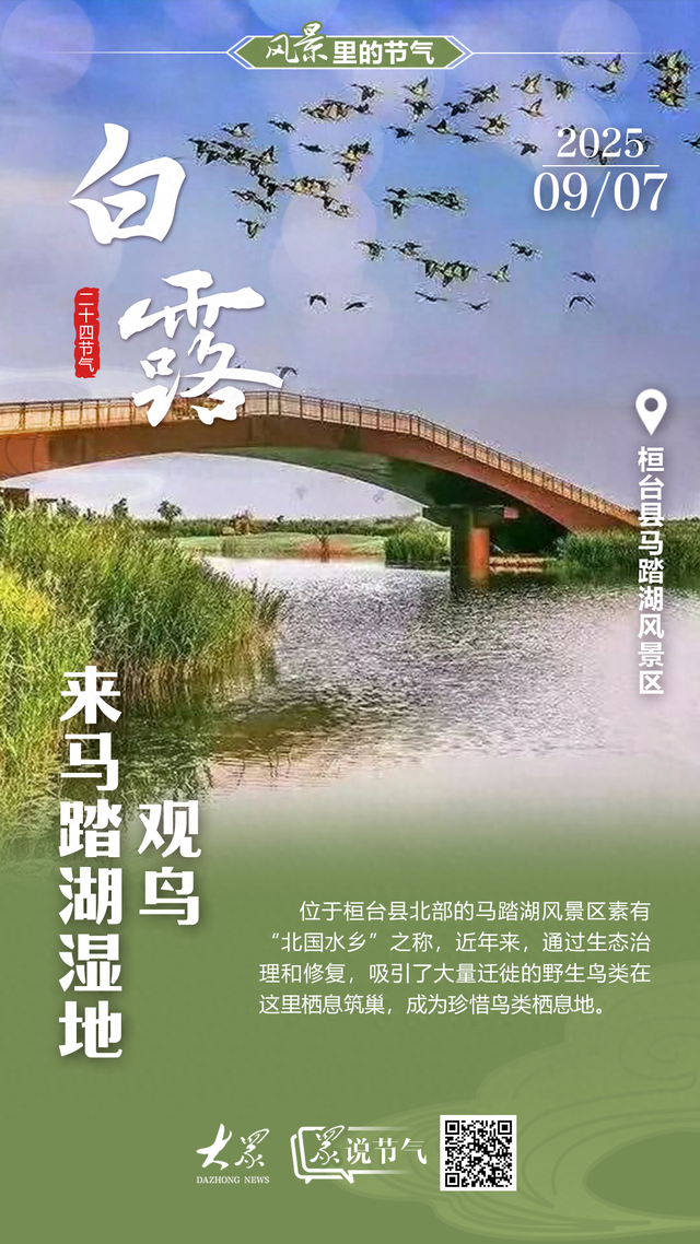 风景里的节气·白露丨来马踏湖湿地观鸟