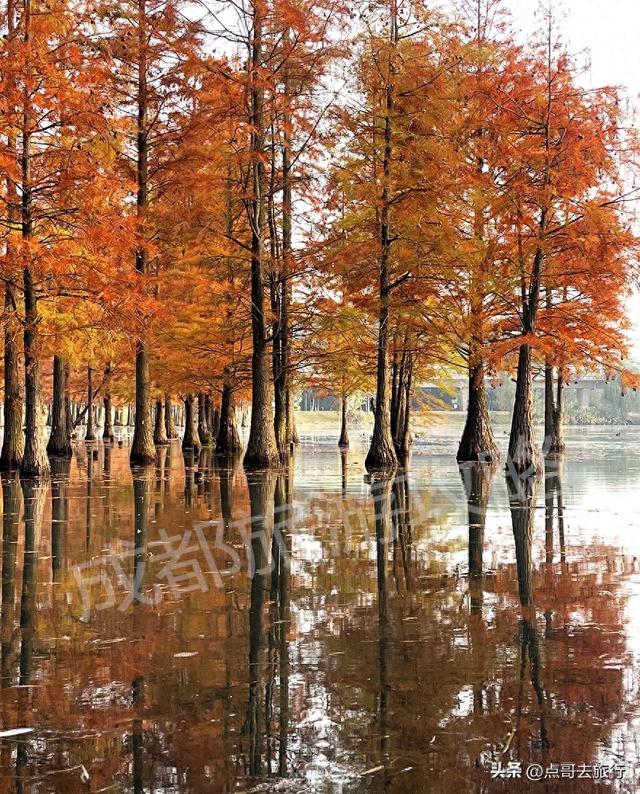 成都最美水杉红了，染红了湖面，不要门票，地铁公交直达！