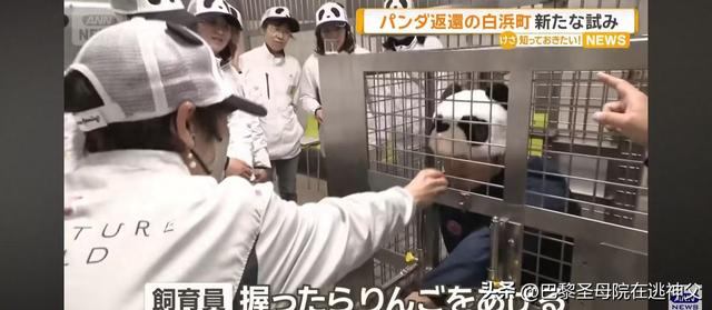 熊猫走了以后，日本人假扮熊猫