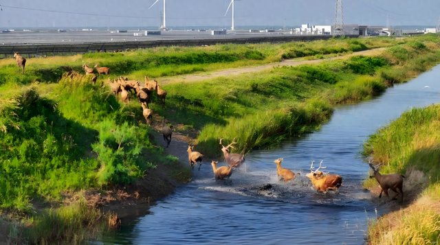 麇鹿园之恋——盐城大丰中华麋鹿园游记 | 作者 徐敬军
