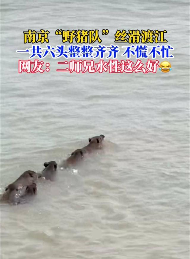 南京六头野猪组队渡长江，网友：天蓬元帅天上管水军的