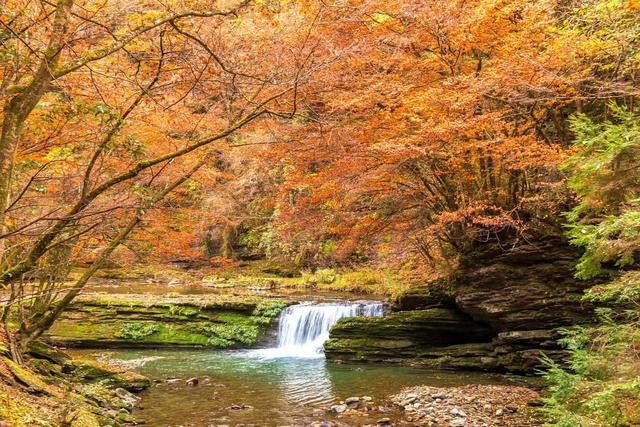 初冬梨平，是秋意没藏好的温柔