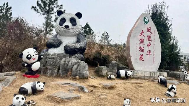 探秘湘西熊猫乐园：凤凰中国大熊猫苑
