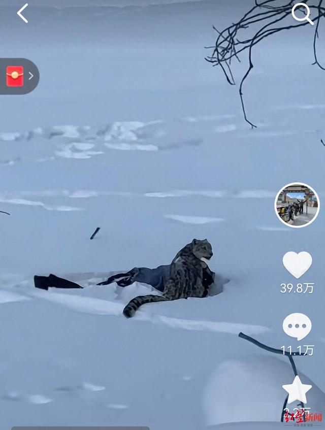 雪豹伤人事件续：伤者已从急诊转至其他科室 村支书称雪豹不常见，或因雪大缺食才下山