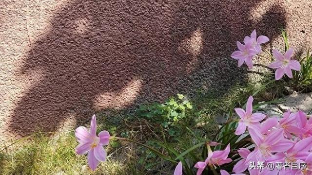 优化课堂小结（聚焦行为 深耕课堂一一教务处阶段性教学工作总结）