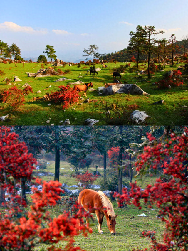 千野草场火棘红妆限定！📸随手拍电影感，冲！