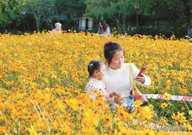 雀儿山公园 硫华菊盛放