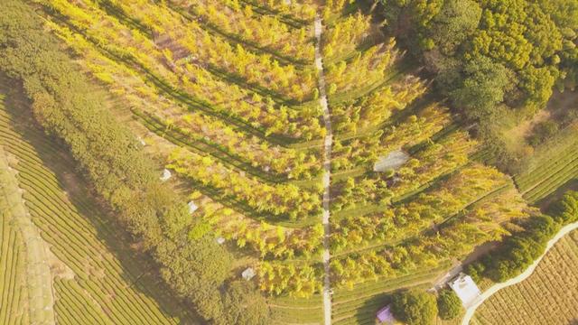 凤凰沟景区：五十亩银杏林迎最佳观赏期