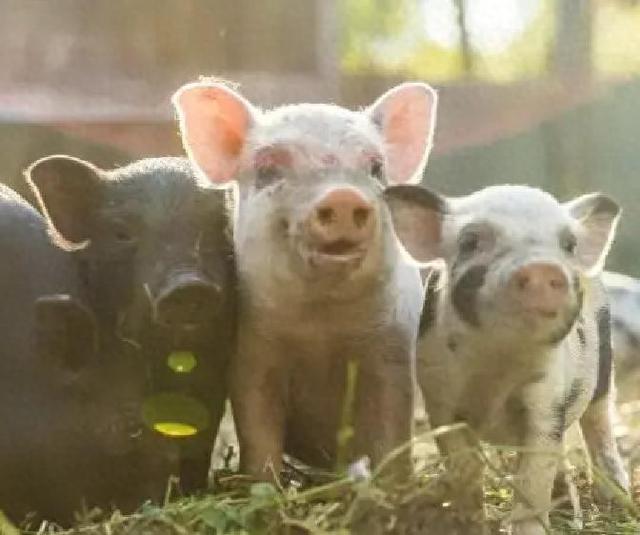 生肖猪注意：12月18到20号，两件麻烦事逼近	，提前准备不吃亏！