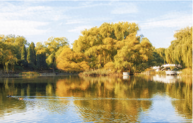 地坛网红树牌火了！“天塌了树撑着”刷屏，古园新生藏着城市温情