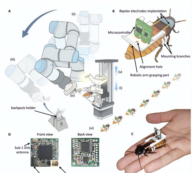科学家建立“机器人昆虫工厂”，大规模生产昆虫-AI混合机器人