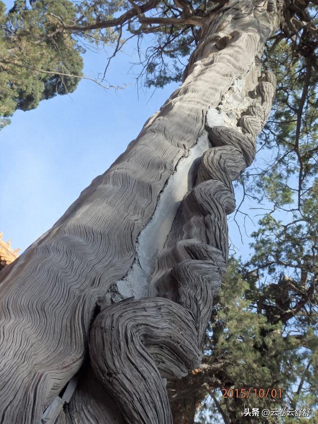 孔林关林松，揖向轩辕柏