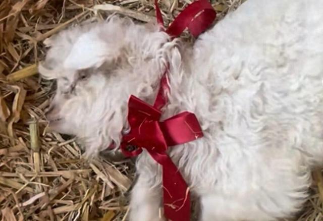 宁夏一小羊因装死走红，有人出价13万购买，羊主人：不卖，想借它的热度让大家了解家乡的羊肉	、枸杞和八宝茶