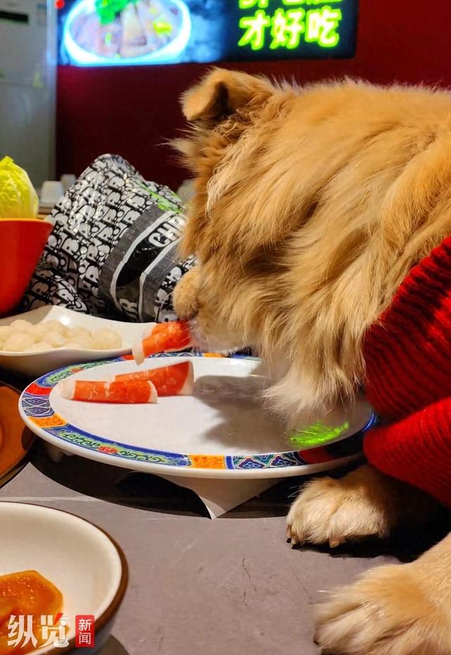 涉事门店回应“宠物狗在餐厅直接食用餐盘食物”：停业整顿，对当天顾客退款并一倍赔付，追究当事人法律责任