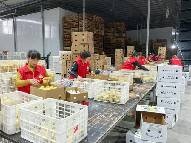 “双11”15年观察：安岳柠檬换条“赛道”闯世界