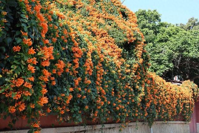 限定美景！桥南古街这片“橙红瀑布”藏不住了