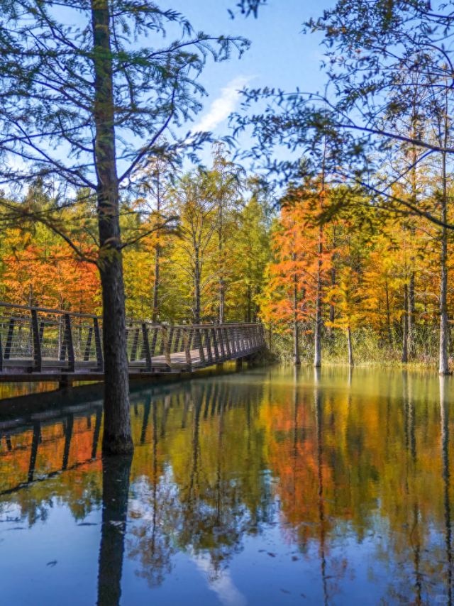 落羽杉红了！在上海发现了免费的阿勒泰同款梦幻秋景→