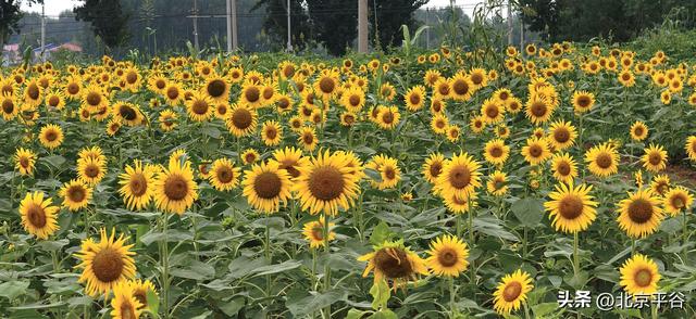 北京平谷“河畔花苑”百亩向日葵盛放，打造沉浸式金秋艺术新地标