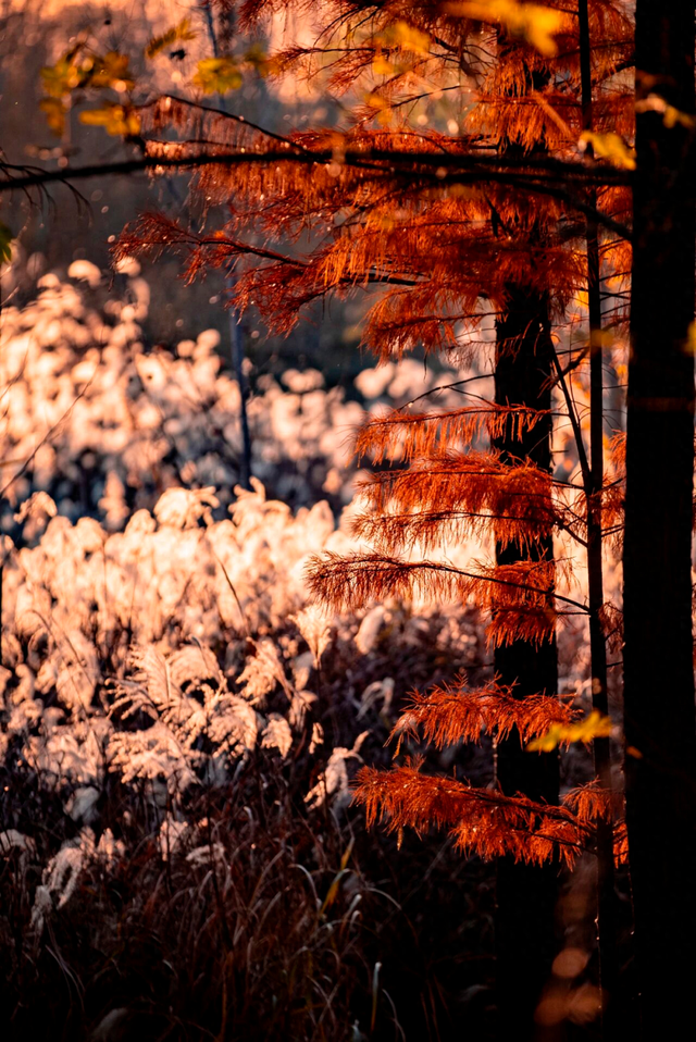 这个冬天，被山东这片红色“暖”到了！