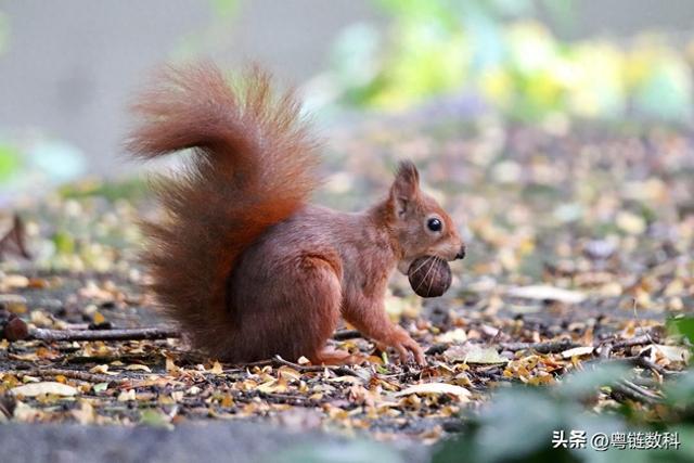 松鼠的智慧：在人生冬天来临前，先准备好你的“粮仓”