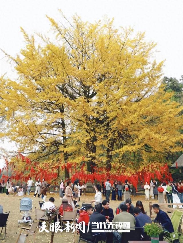 仁怀长岗古银杏群日涌4万游客！“新业态+暖服务”稳稳接住“泼天流量”