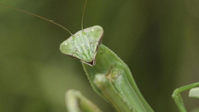 螳螂优化（小科普螳螂食性捕猎与求偶）
