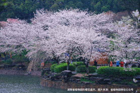 长沙赏樱好去处，这份指南请收下！奔赴城市“限定款”浪漫，不负春日好时光