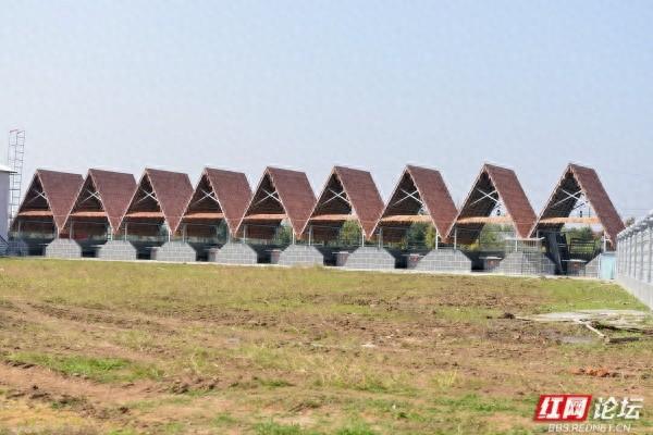 秋游时刻丨在安乡县关保村，步入田园诗画里