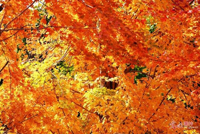 枫叶火红醉游人