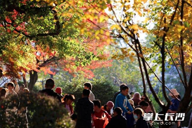 红枫如火 冬日亮色｜组图