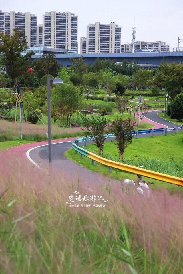 宁波又一处粉黛花海上线，就在网红公园里，湖光与山色相互映衬