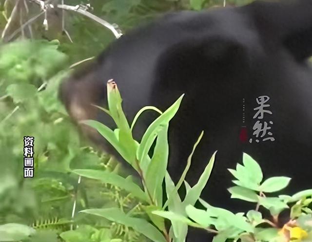 西安一女子上山采摘山茱萸，突然被黑熊从身后扑倒撕咬了三四分钟，见她不再动弹后黑熊才离开！