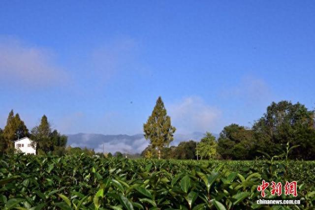 武夷山茶园冬日景致迷人