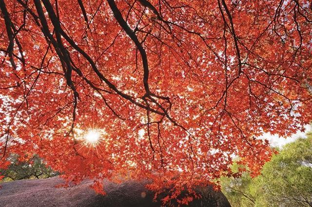 正处于最佳观赏期！厦门多地五裂槭叶子变红，在哪可以观赏？