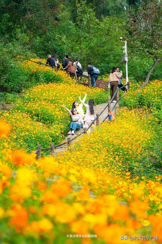 武汉这条登山花路爆火出圈