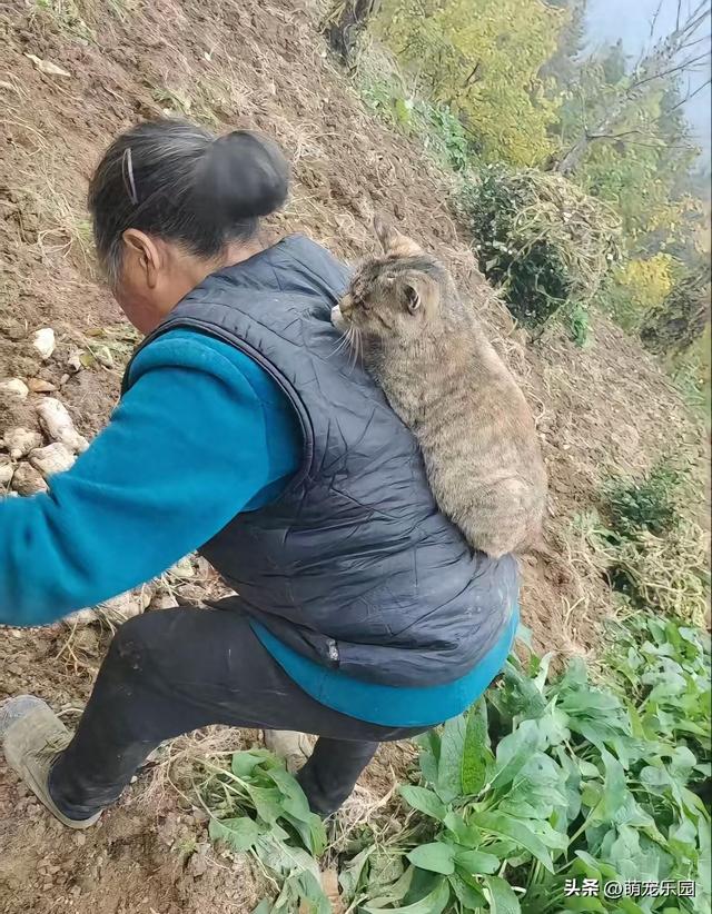 奶奶坡地干活累，小猫跳背求关注，这温馨一幕治愈了