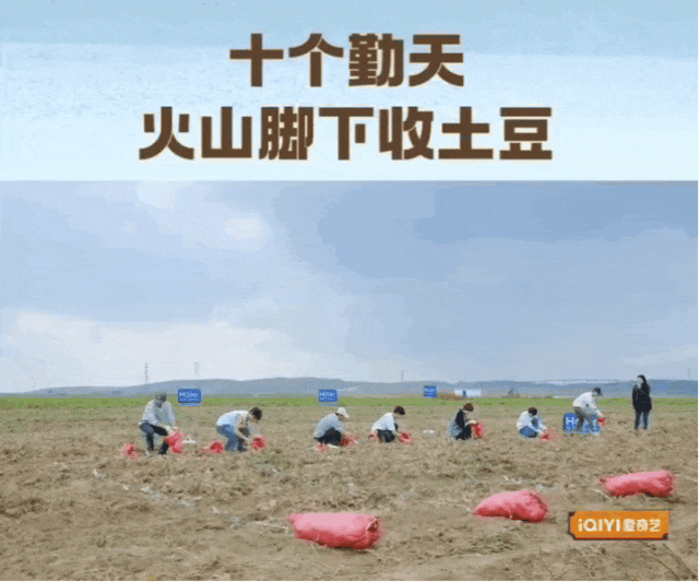 十个勤天，你们怎么也来乌兰察布挖土豆啦？
