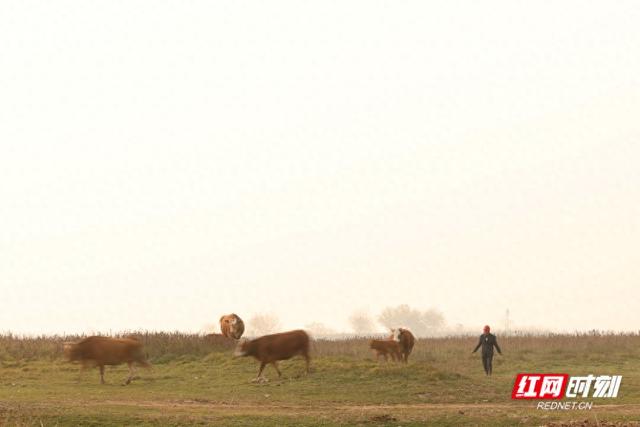 大美红图丨湘江枯水河床成市民活动“新场所”
