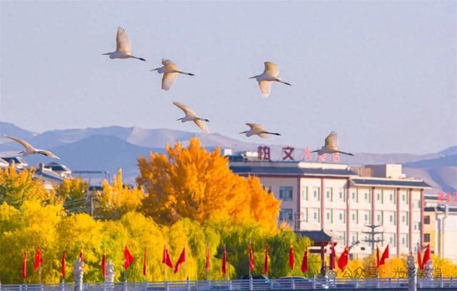 金秋时节:敦煌党河风情线上白鹭翩跹