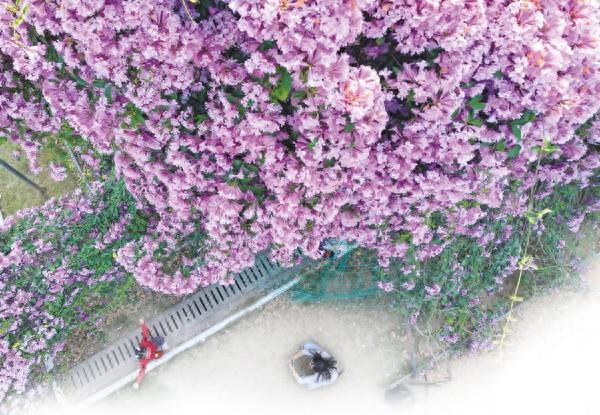 花开成瀑 一墙浪漫藏不住